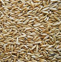 Oats - Steamed Crimped