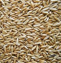 Oats - Steamed Crimped