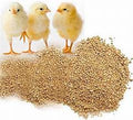 Medicated Chick Starter 20%
