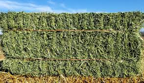 Alfalfa Hay Bales