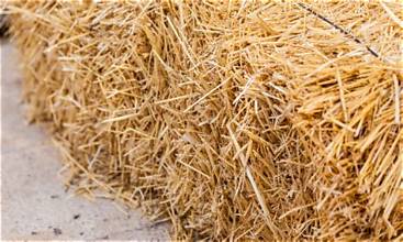 Three Grain Hay