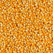 Whole Corn